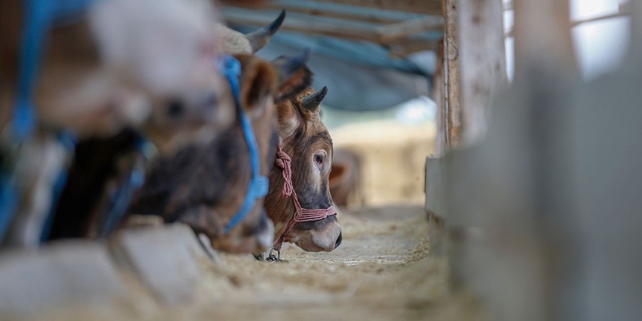 Kaldırımda, inşaatta, arsada... Kaçak kurban kesiminden mide bulandıran görüntüler