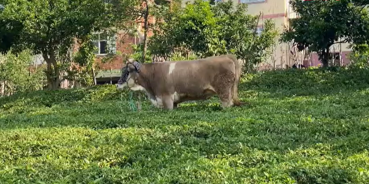 Rize'de öfkeli boğa çay bahçesine kaçtı