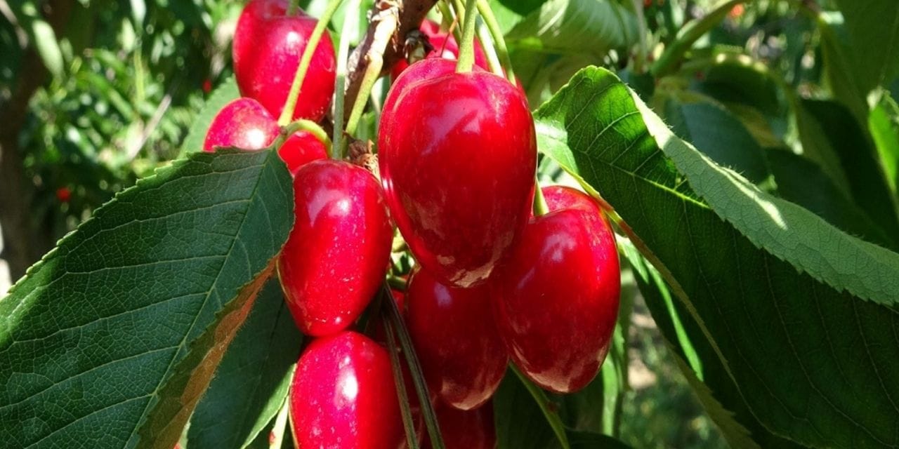 'Lapseki devi' kirazların hasadına başlandı: Kilosu 400-500 TL arası fiyatlara satılıyor