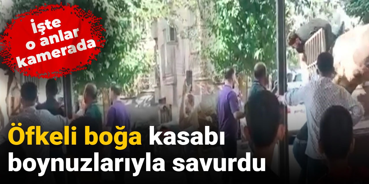 Öfkeli boğa kasabı boynuzlarıyla savurdu
