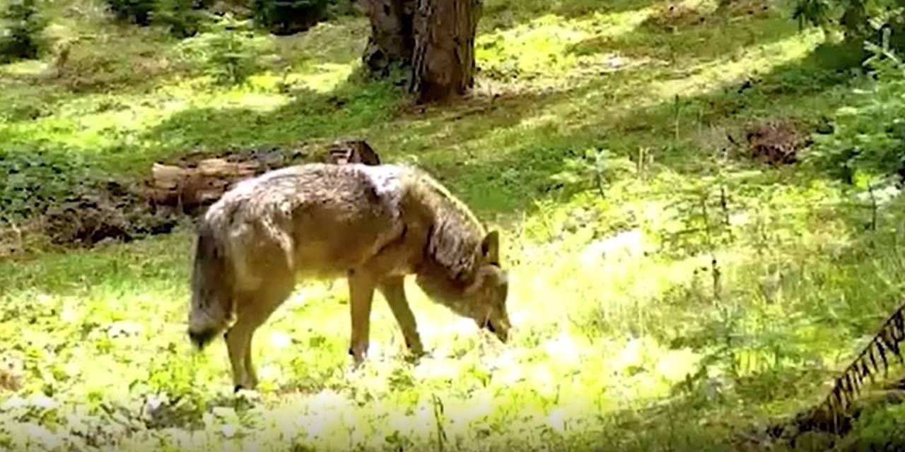 Sayıları gittikçe azalan Bozkurt, Bursa'da görüntülendi