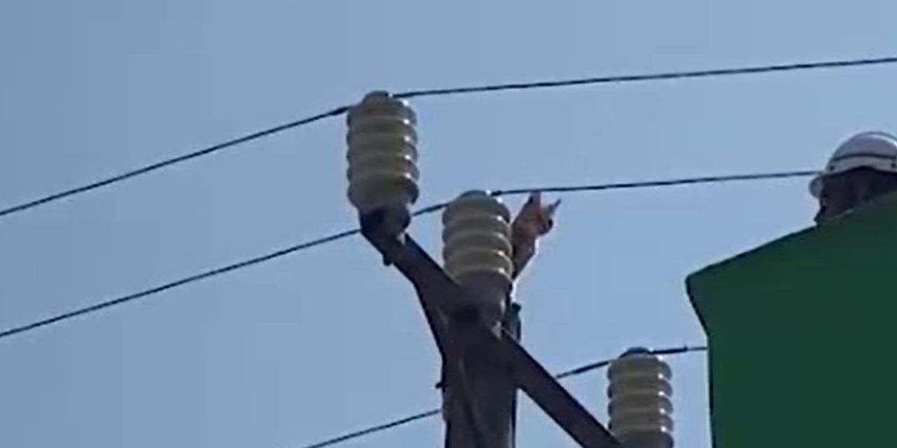 Elektrik direğinde mahsur kalan kedi kurtarıldı