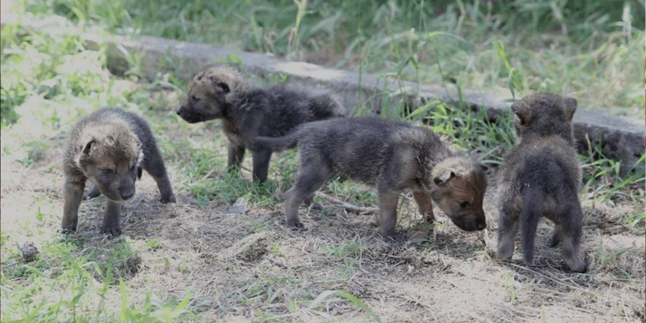 Öksüz 4 minik kurt koruma altına alındı