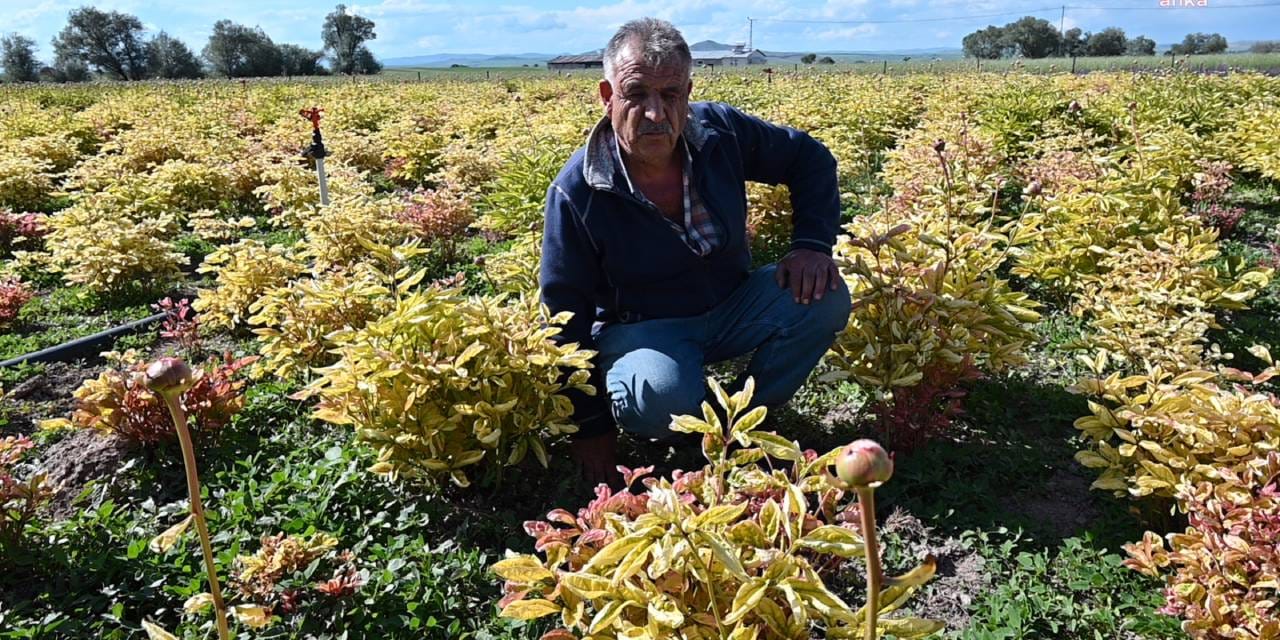 Hollanda'dan getirdi Yozgat'ta yetiştirdi: Don onu da vurdu!