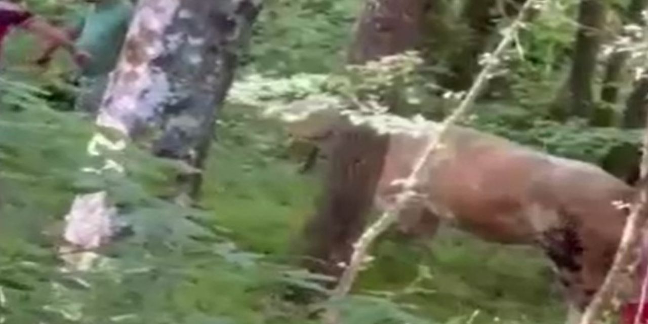 Kaçan kurbanlık boğa ormanda uzun süre sonra yakalandı