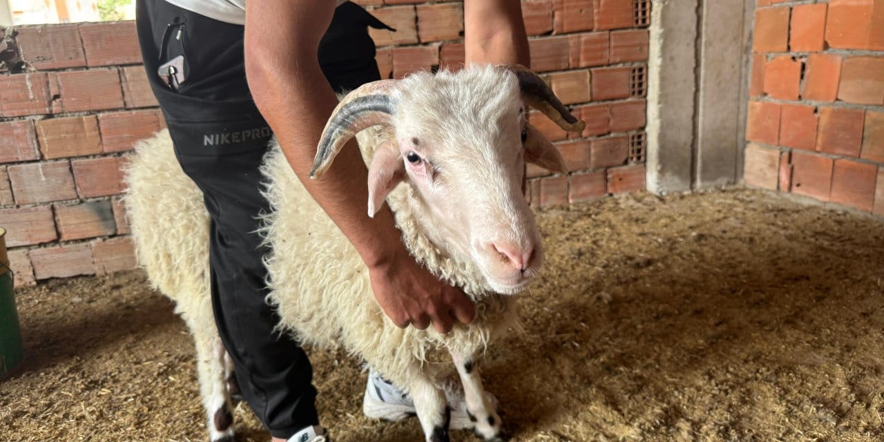 Kurban edilmek istemeyen koç intihara kalkıştı