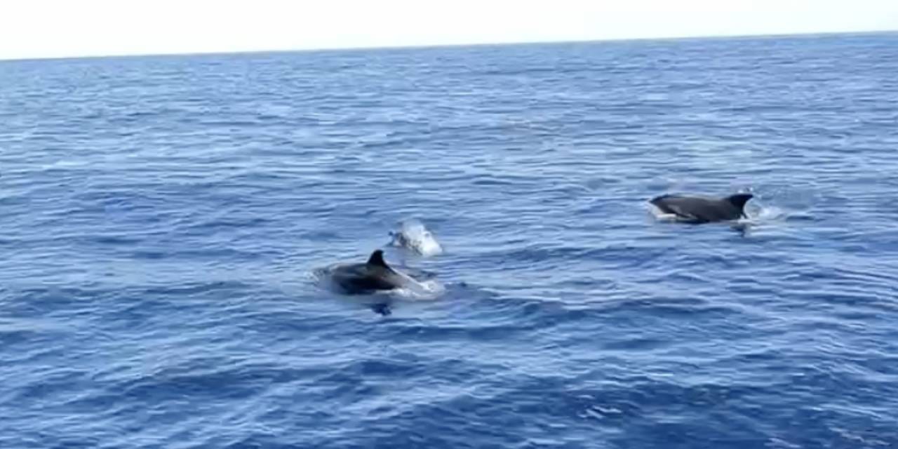Alanya'da yunuslar tekneyle yarıştı: Turistleri büyüledi!