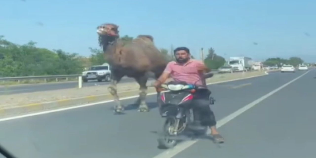 Kaçıp yola atlayan deveyi sahibi motosikletle kovaladı