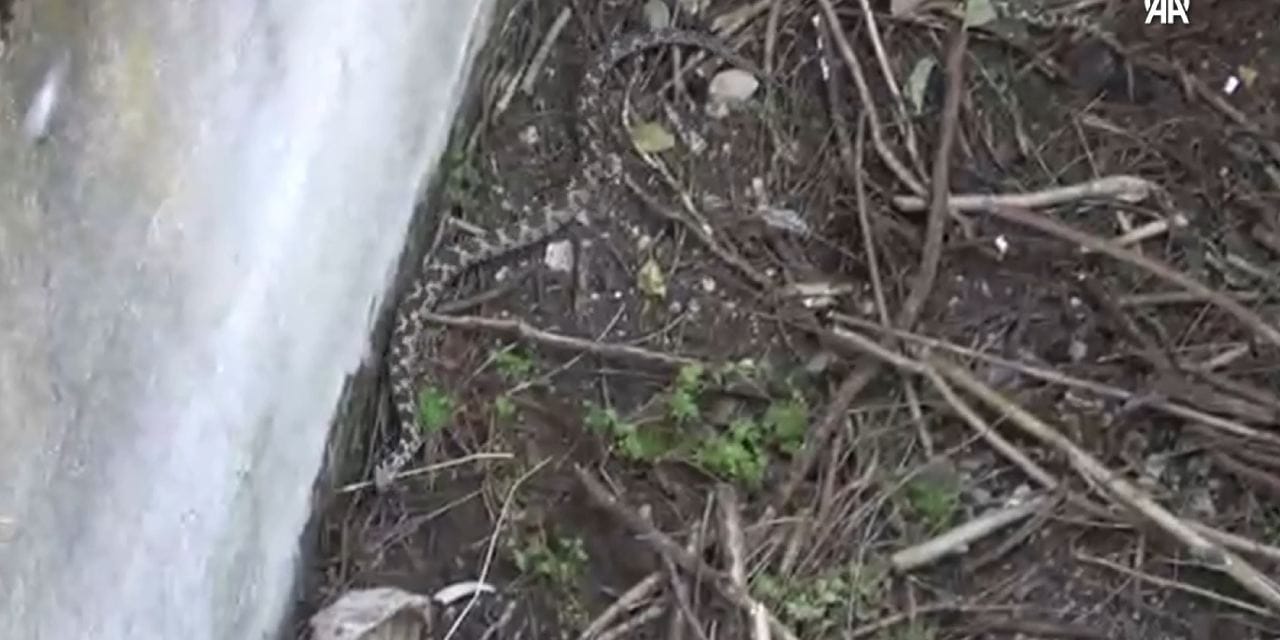 Mahallede panik: Su kuyusundan engerek çıktı