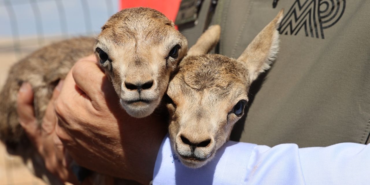 Şanlıurfa’da ceylanlar koruma altında çoğalıyor