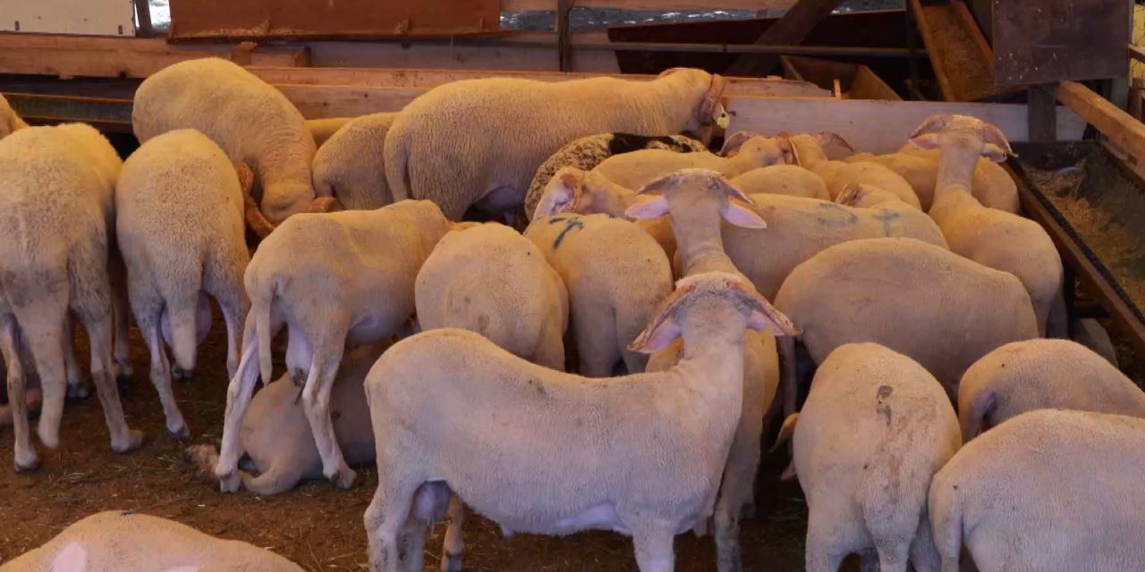 Kurban'da zararına satışlar başladı