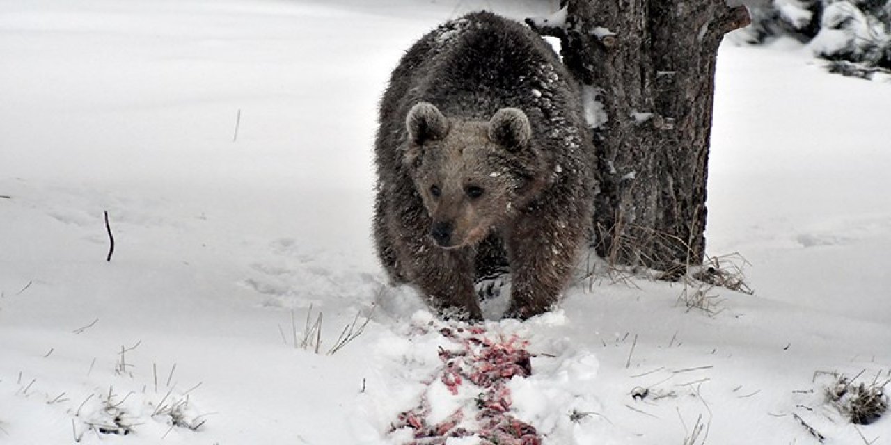 Kars’ta ayı saldırısı: 1 kişi ağır yaralı