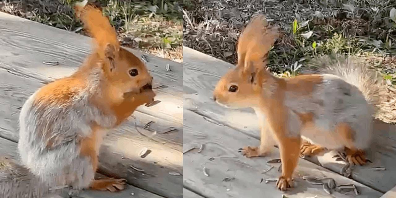 Kızıl Sincap çekirdekleri çıt çıt yerken objektiflere yakalandı