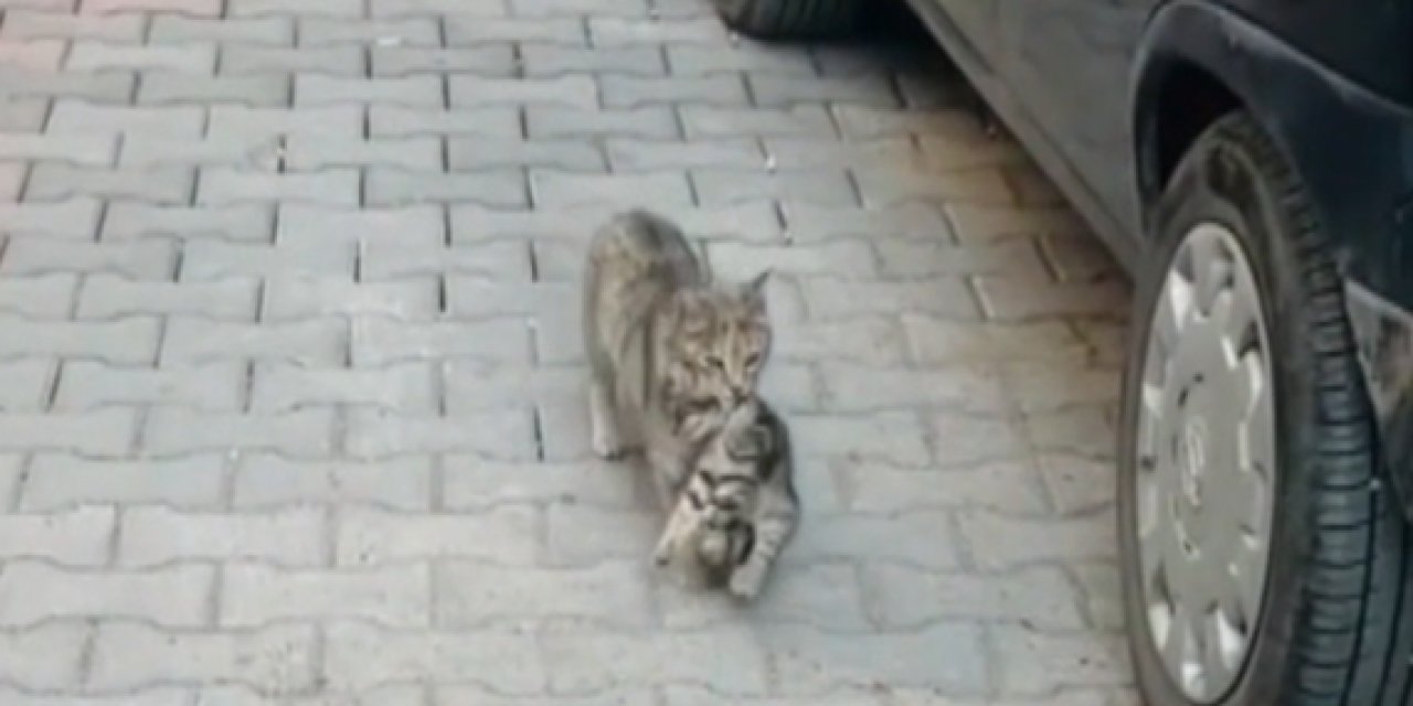Anne kedi hasta yavrusunu ağzında taşıyarak veterinere getirdi