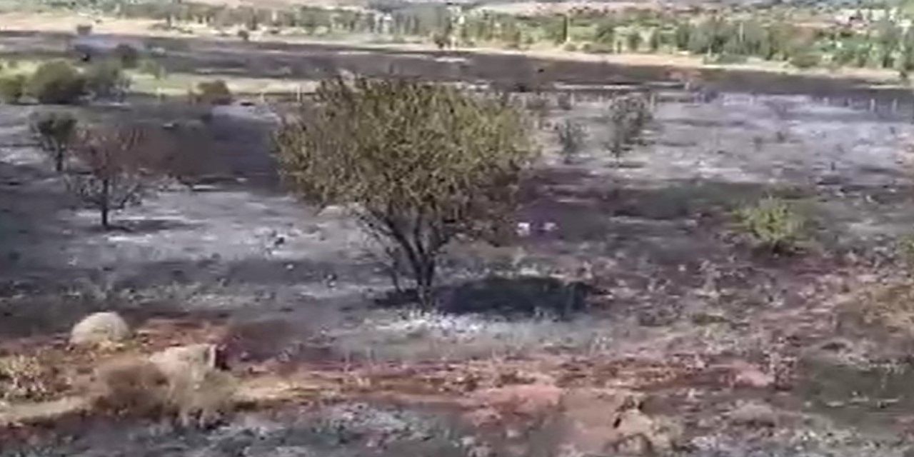 Foça'da alevler yükseldi: 4 hektar kül oldu