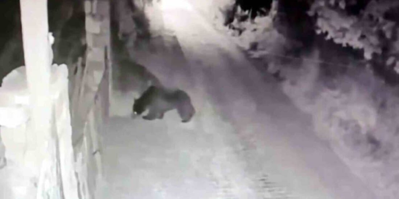 Ayı bahçe kapısını tutup açmaya çalıştı