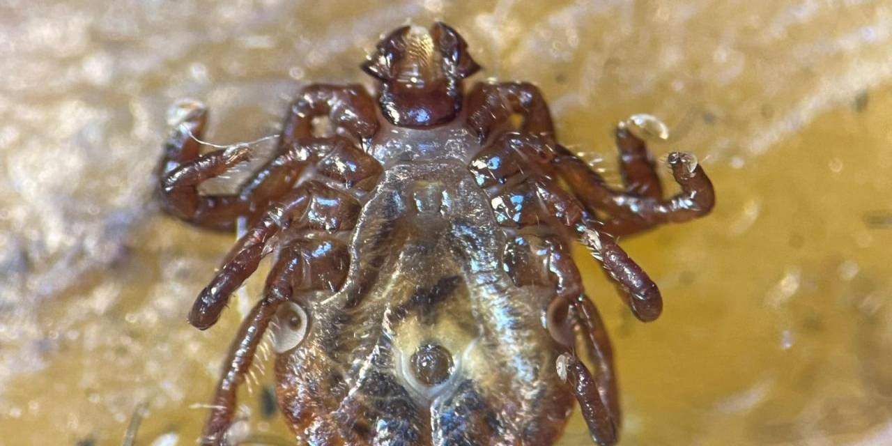 Büyük panik! Çin'den akın akın geldi: İstanbul'u istila etti