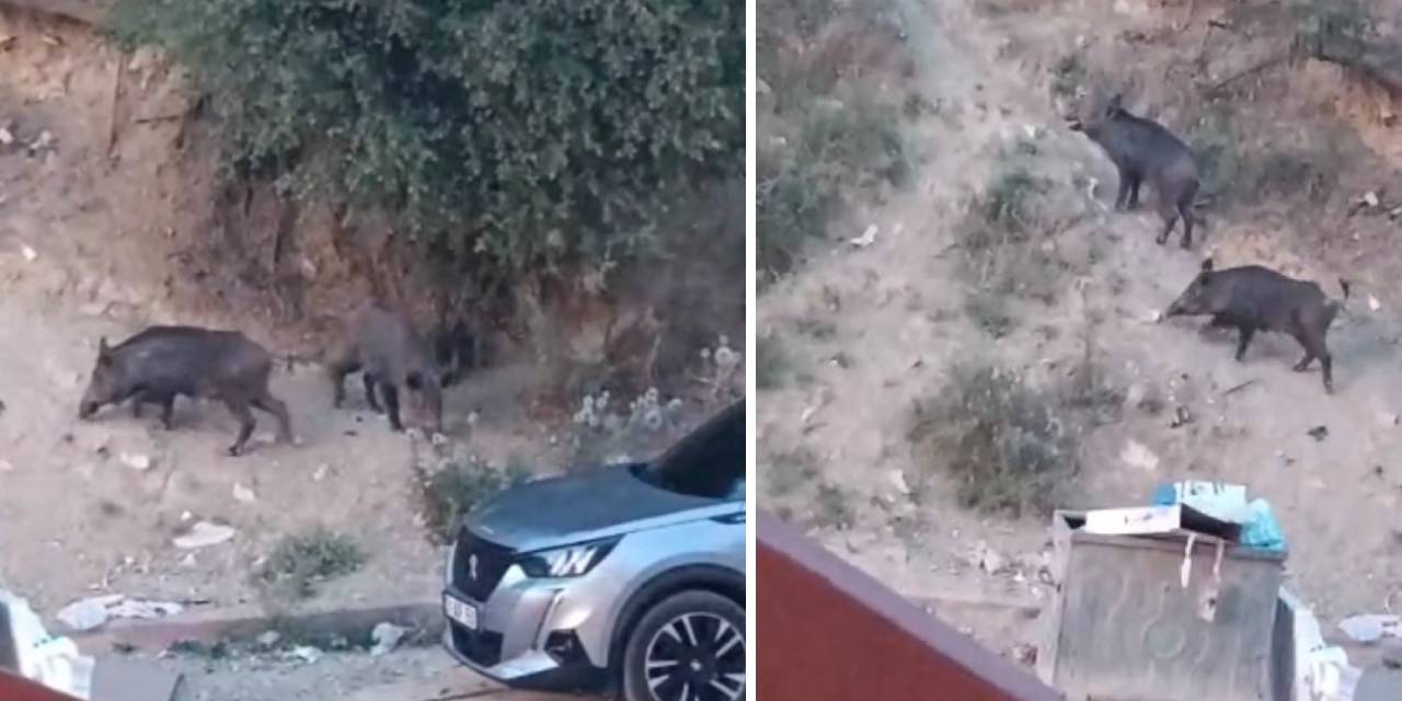 Hatay’da aç kalan yaban domuzları yerleşim alanına indi