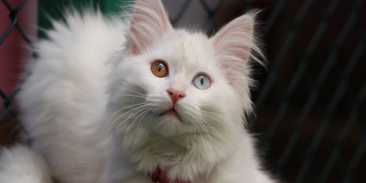 Bir partide 55 tane doğurdu: Villası bile var