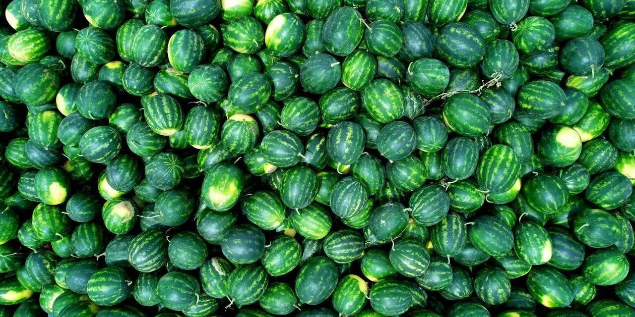 Elazığ'da kilosu 10 liraya düştü: Görenler kilo kilo aldı