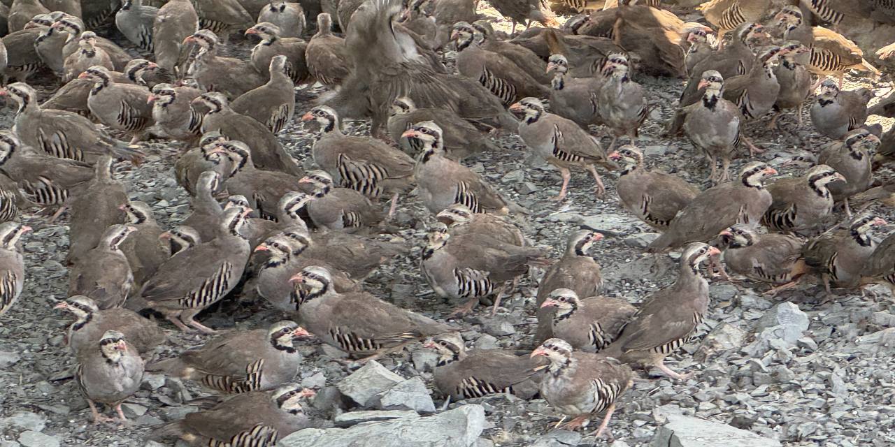 Kenelerin baş düşmanı kınalı keklikler görev başında! Bugüne kadar 216 bin kınalı keklik doğdu