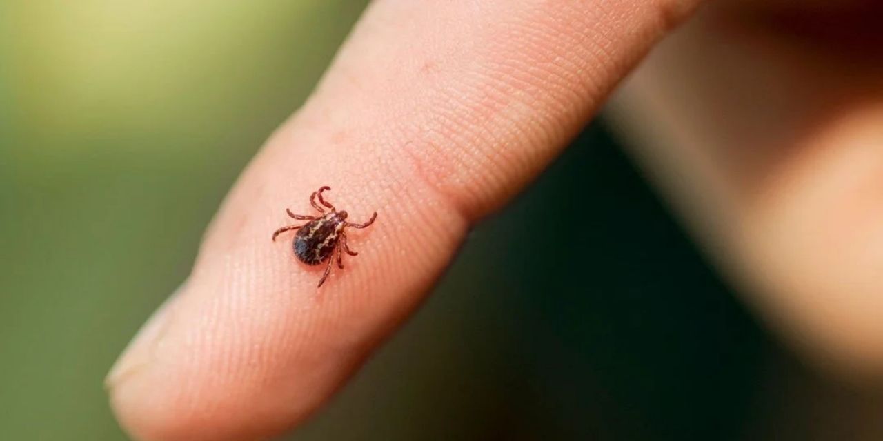 Kene tehdidi sürüyor: 3 çocuk babası yaşamını yitirdi