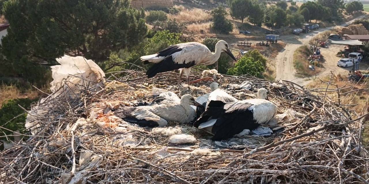 Biri ipe dolanan diğeri elektrik tellerine çarpan iki leyleğe hayat verdiler