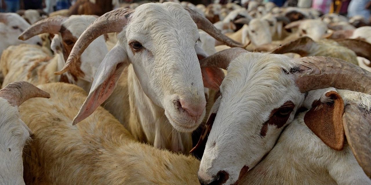 Bakan Yumaklı Kurban Bayramı’nda kesilen hayvan sayısını açıkladı