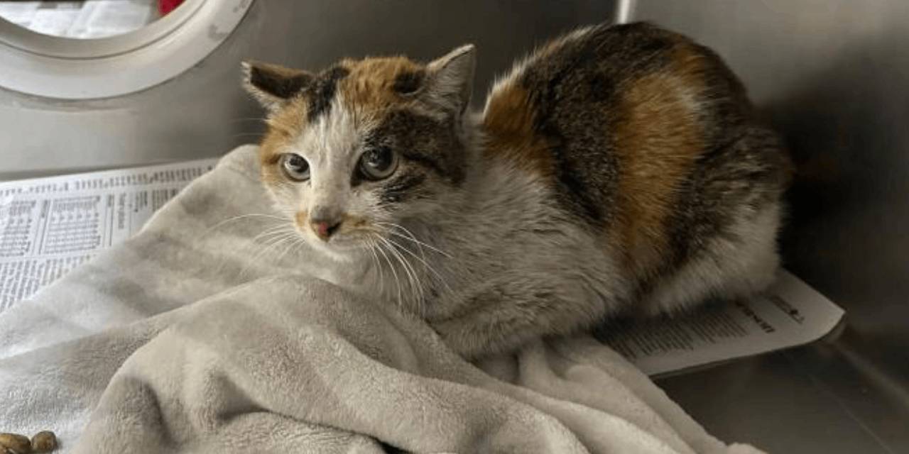 Pasifik Okyanusu’nu geçen kaçak yolcu ekibi büyüledi