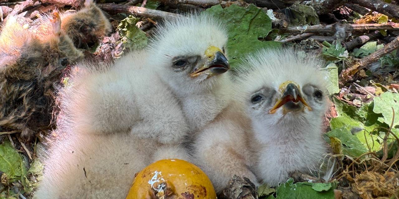 Bingöl'de 2 bin 100 rakımdaki ormanda kartal yavruları yuvalarında görüntülendi