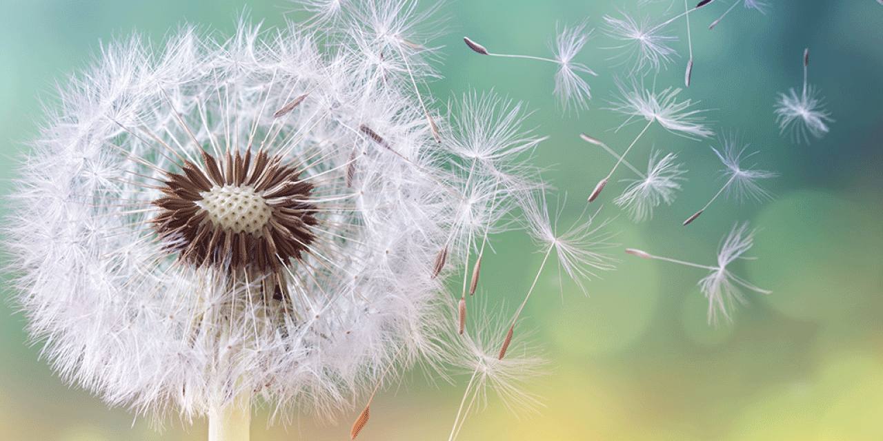 Polen kabusu başladı, alerjisi olanlar dikkat: Bu saatlerde dışarı çıkmayın!