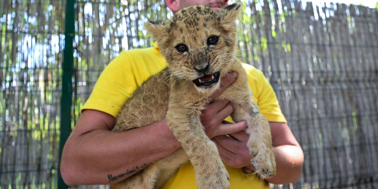 Osimhen'i yakından görmek için Antalya'ya akın ettiler