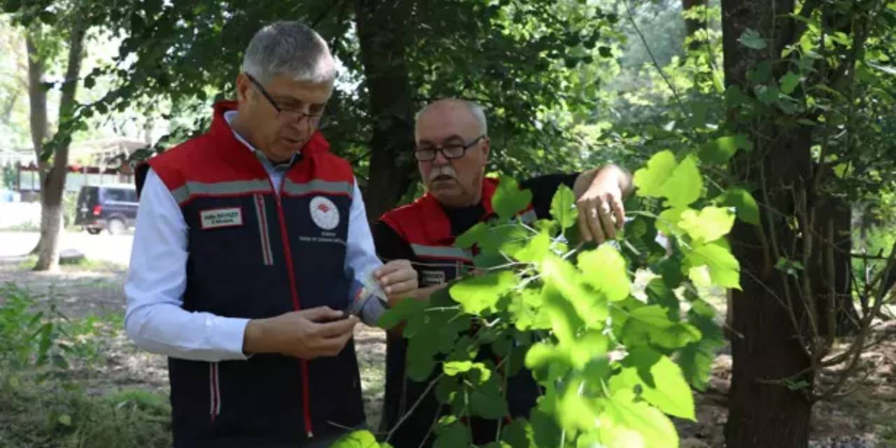 Kokarca istilasına karşı 3 bin samuray arısı sahada!
