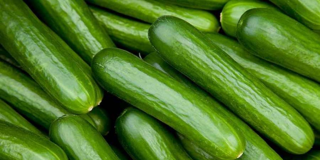 Salatalıklar için alarm verildi: Tüketmeden iade edin