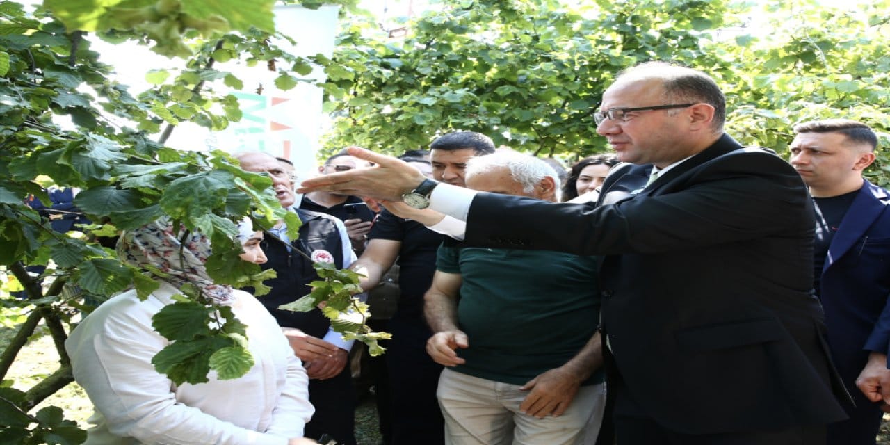 Giresun fındığının kurtarıcıları “samuray arıları” uçuşa geçti!