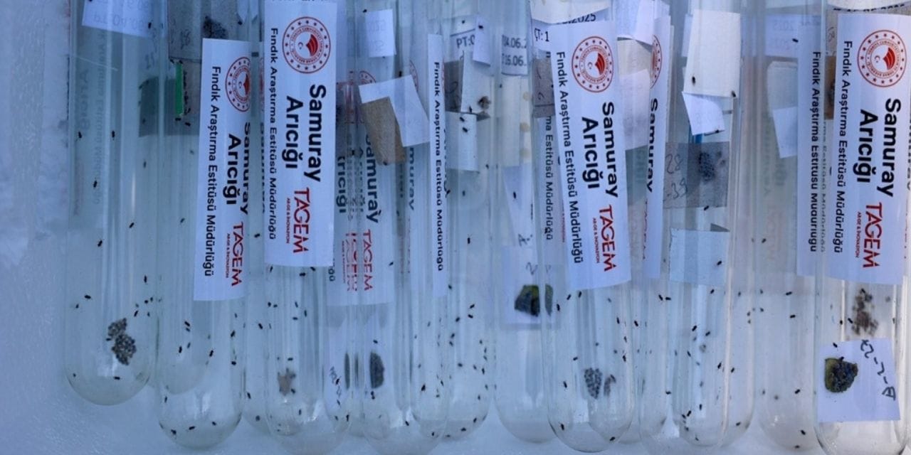 İstilacı kokarcaya karşı samuray arı operasyonu