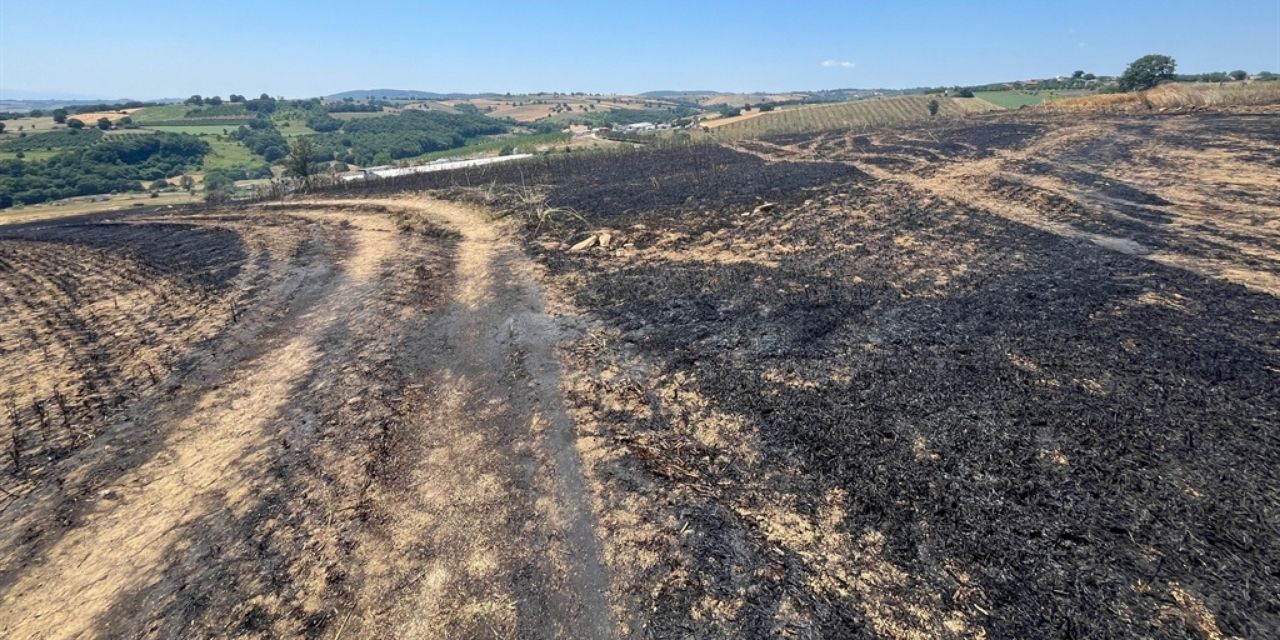 Alevler ekili araziyi yuttu: 150 dönüm tarlada hasar