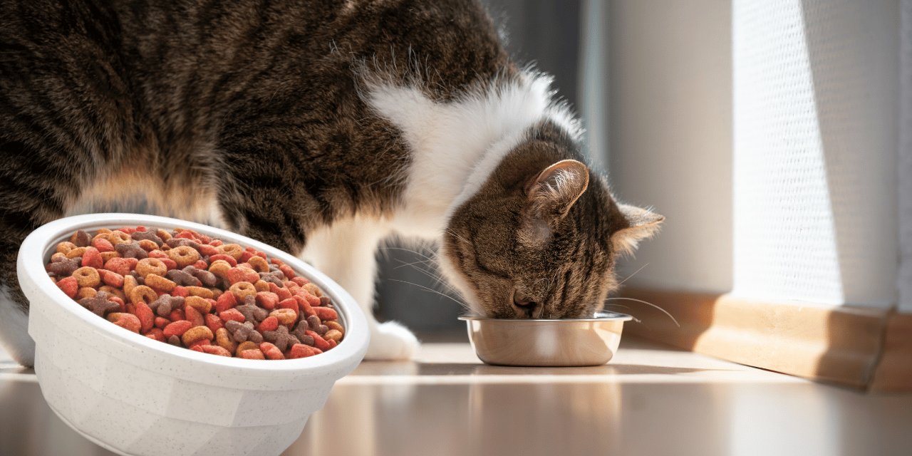 Kedi maması için toplatma kararı: Plastik çıkabilir, iç kanama riski olabilir