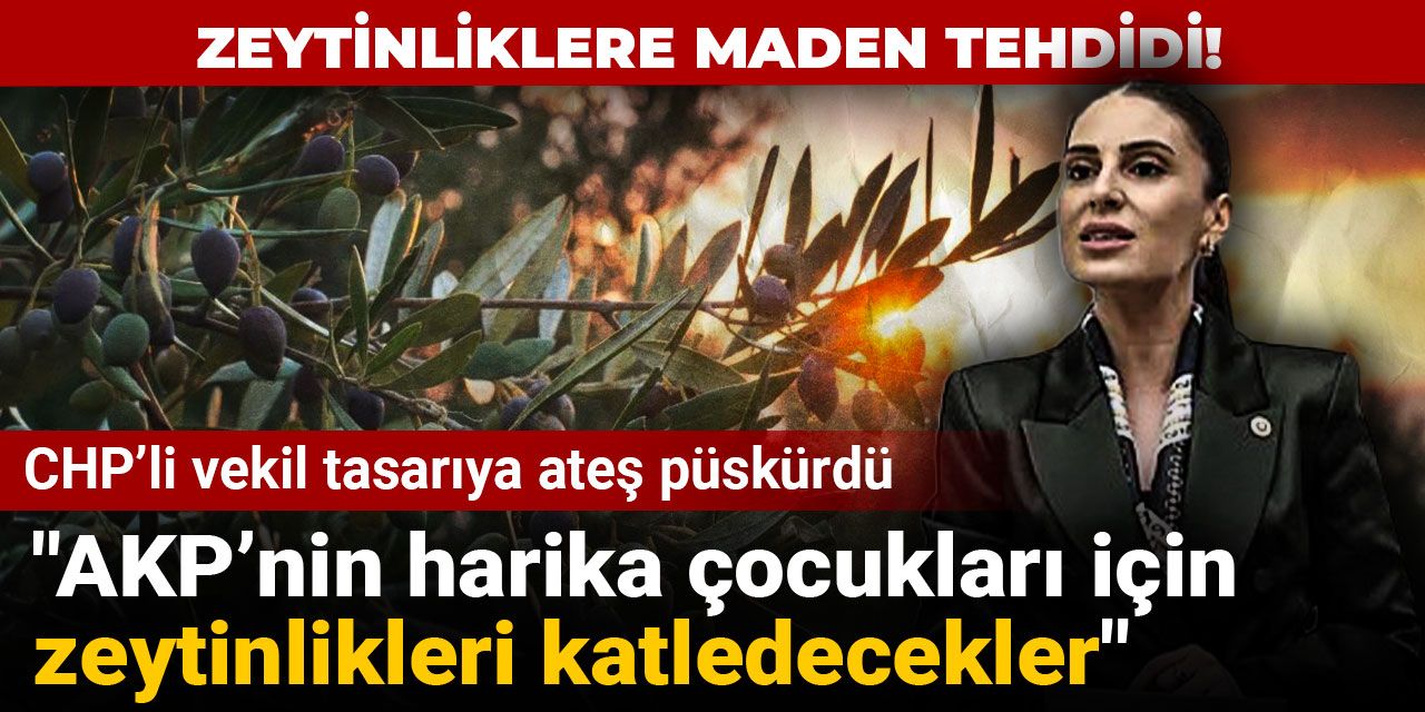 Zeytinliklere maden tehdidi! CHP’li vekil tasarıya ateş püskürdü: AKP’nin harika çocukları için zeytinlikleri katledecekler