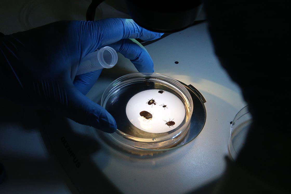 Yazı kabusa çevirecek! Binlerce kez ısırdı: 13 kişi hayatını kaybetti