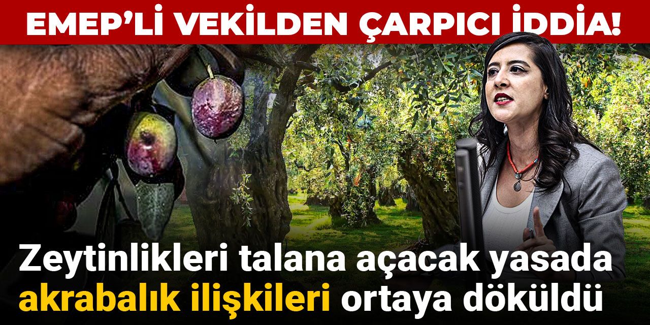 EMEP’li vekilden çarpıcı iddia! Zeytinlikleri talana açacak yasada akrabalık ilişkileri ortaya döküldü