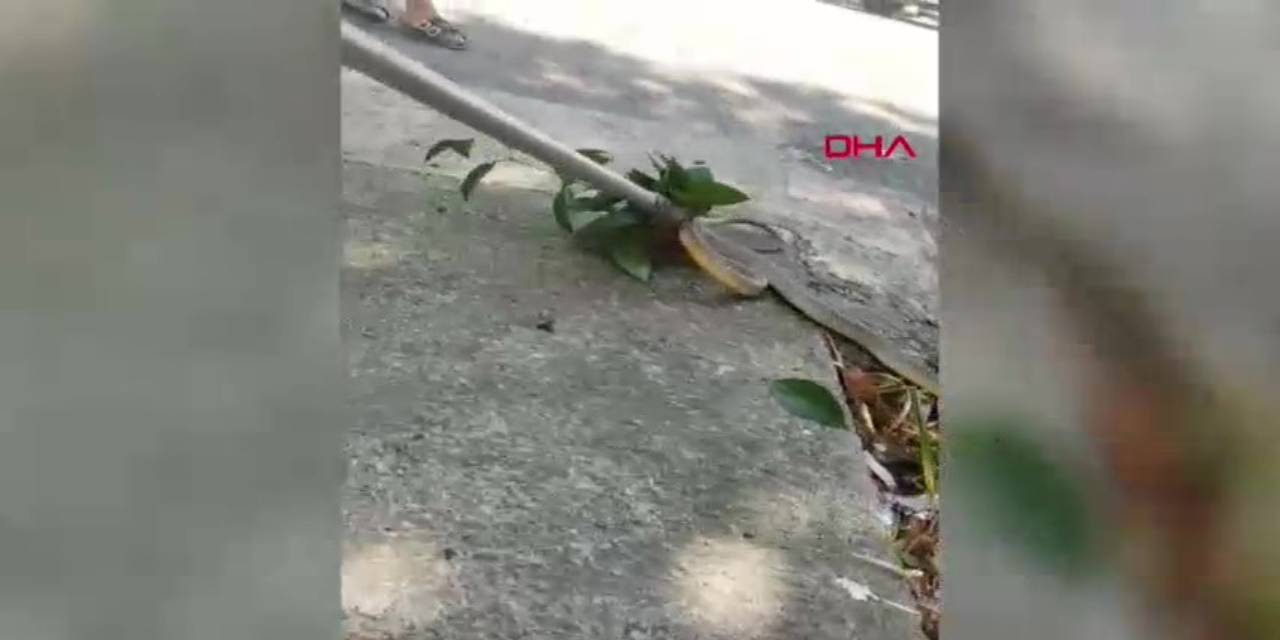 Ağaçtaki yılanı görünce korkudan ailelerine koştular