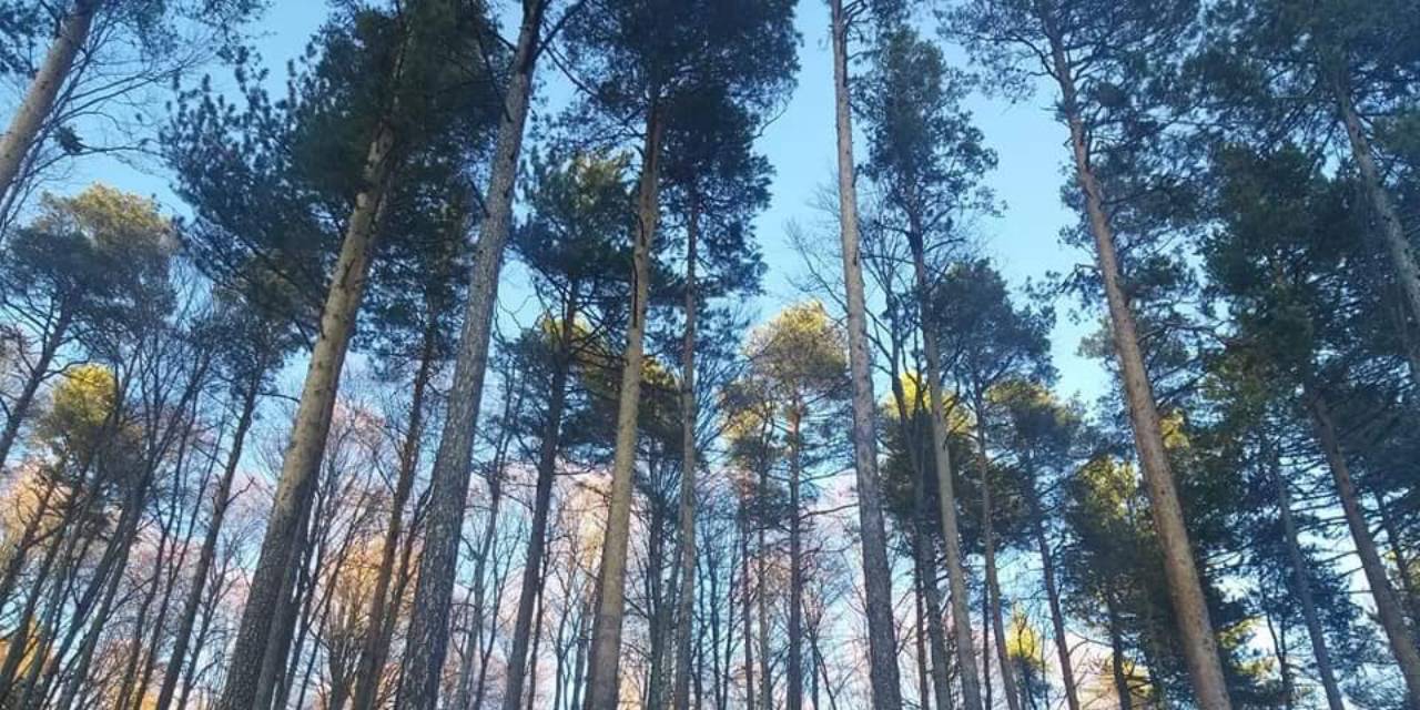O ilde ormana girmek artık yasak!