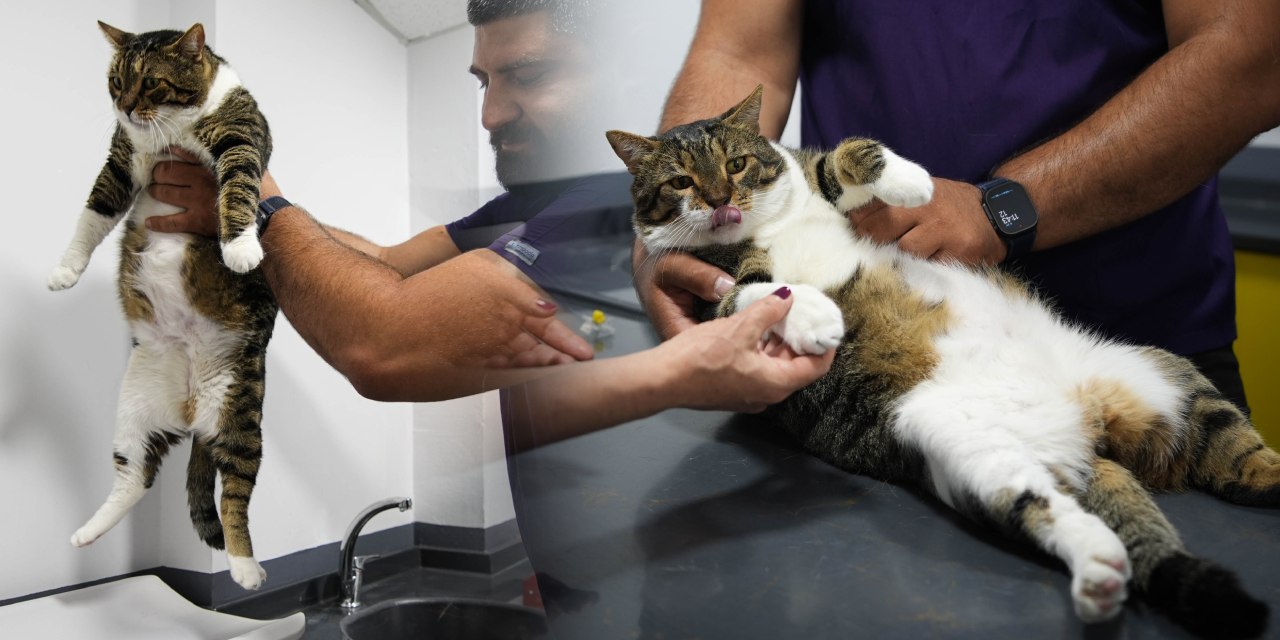 O artık sadece bir kedi değil, yürüyen bir tıp mucizesi! Tombik Mars tarihe geçti