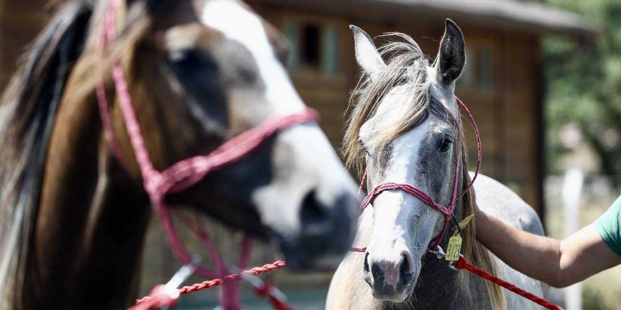Tarım İşletmesinin sattığı taylar 31 milyon lira kazandırdı