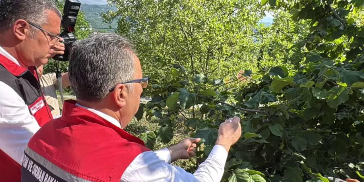 Kokarcalara karşı 245 bin samuray arısı doğaya salınacak