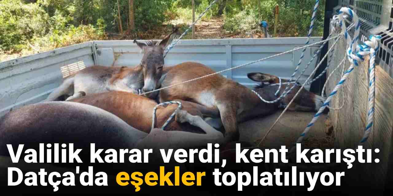 Valilik karar verdi, kent karıştı: Datça'da eşekler toplatılıyor