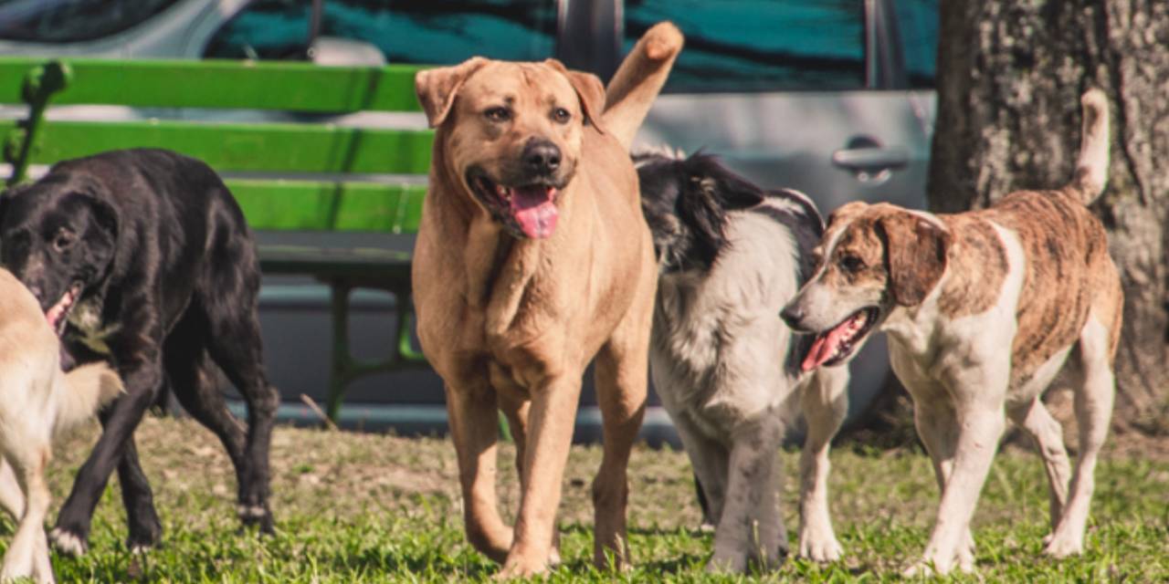 Son dakika | Sokak köpekleri için yardım toplayıp servet edinmişler