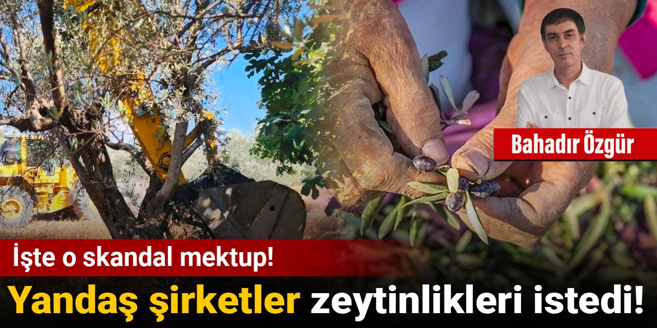 Yandaş şirketler zeytinlikleri istedi: İşte o skandal mektup!