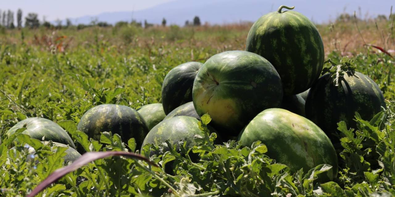 Karpuz hasadı erken başladı: Hedefi açıkladı